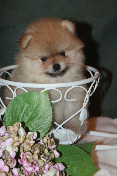 Spitz Alemão Anão MINI Fêmea