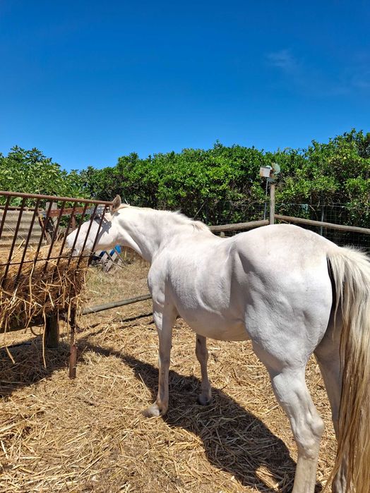 Cavalos para venda