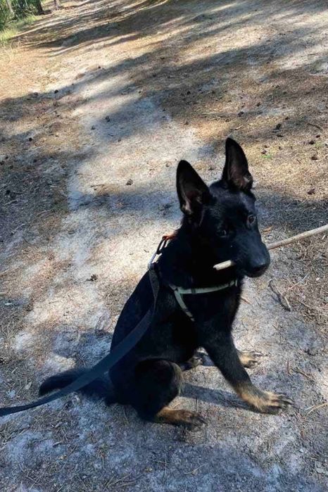 Метис вівчарки Джонні в добрі руки!