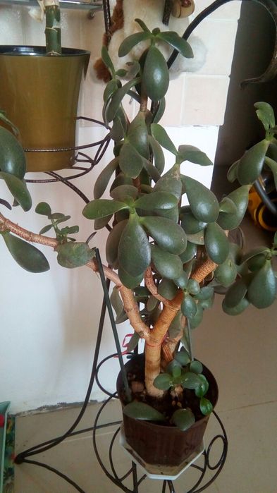 Толстяка (денежное дерево)