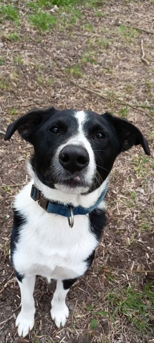 Wally do adopcji! Sandomierz