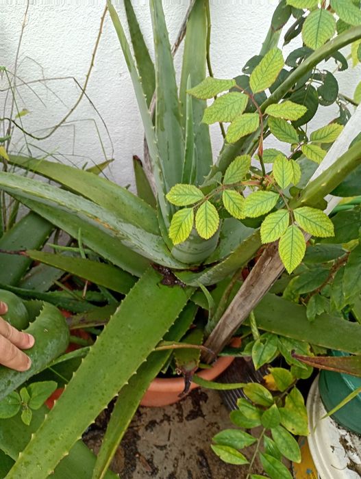 Aloé Vera Gigante