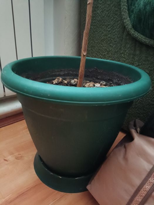 Фікус, лимон, авокадо