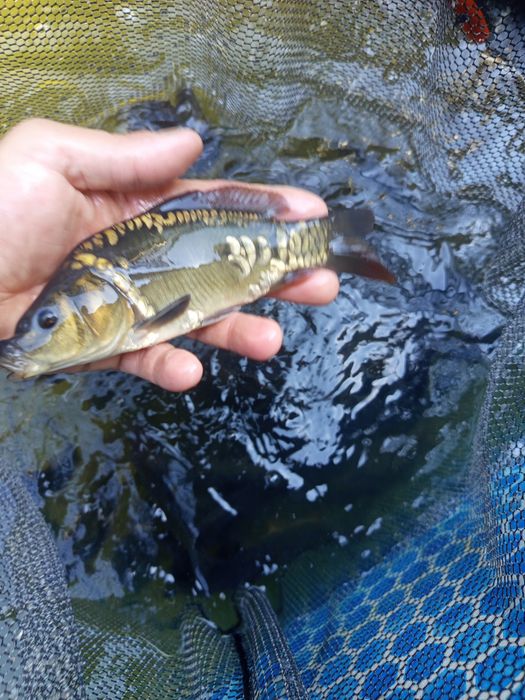Karp królewski w sprzedaży