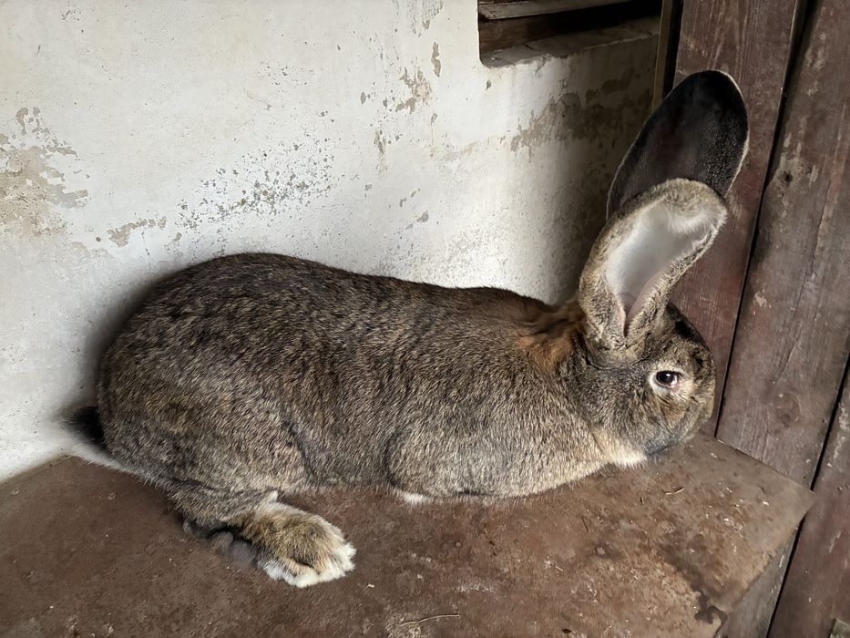 Belgijski olbrzym szary