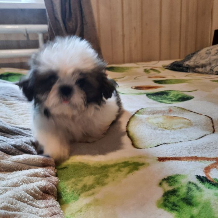 Продаётся девочка ши-тцу