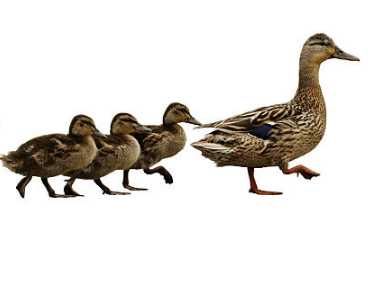 Качка, каченя  Утки, утята