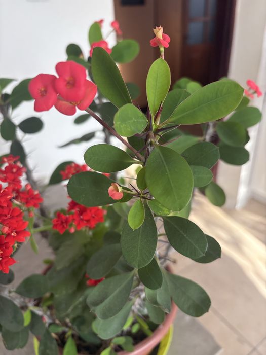 Wilczomlecz lsniacy korona cierniowa