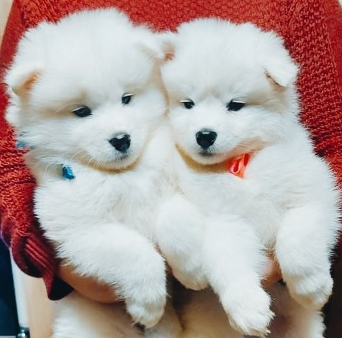 Цуцики антистрес. Самоїд- самоєд