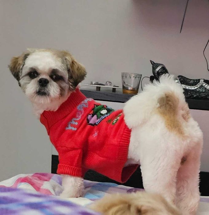 Adoção cao sitzu