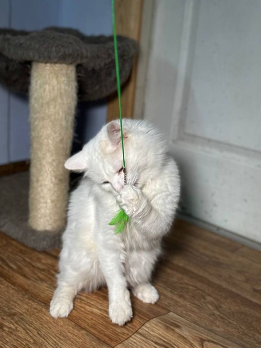 Красивый белый пушистый кот в надёжные руки