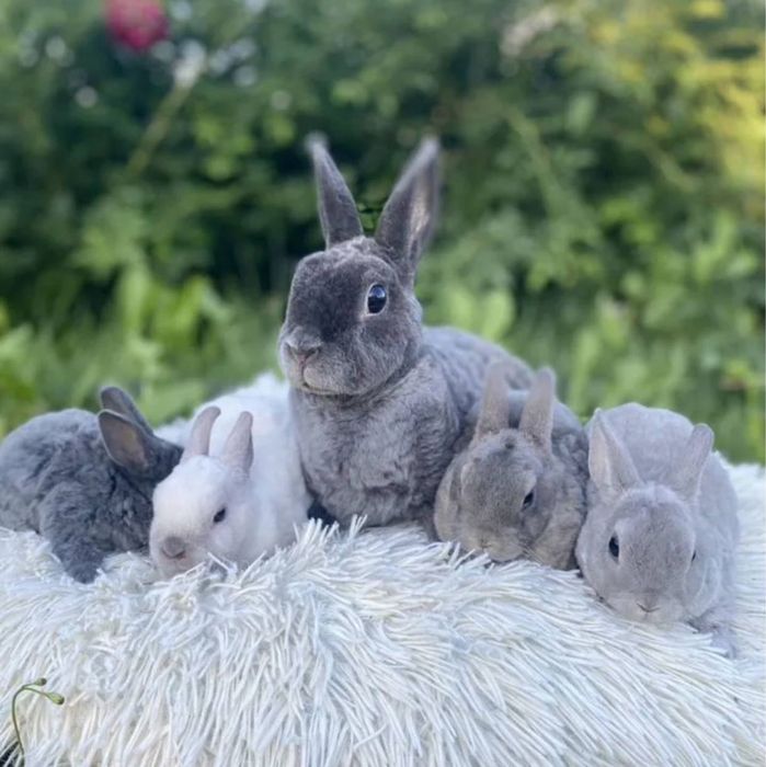 Гіпоалергенний  кучерявий Нідерландський карлик!!