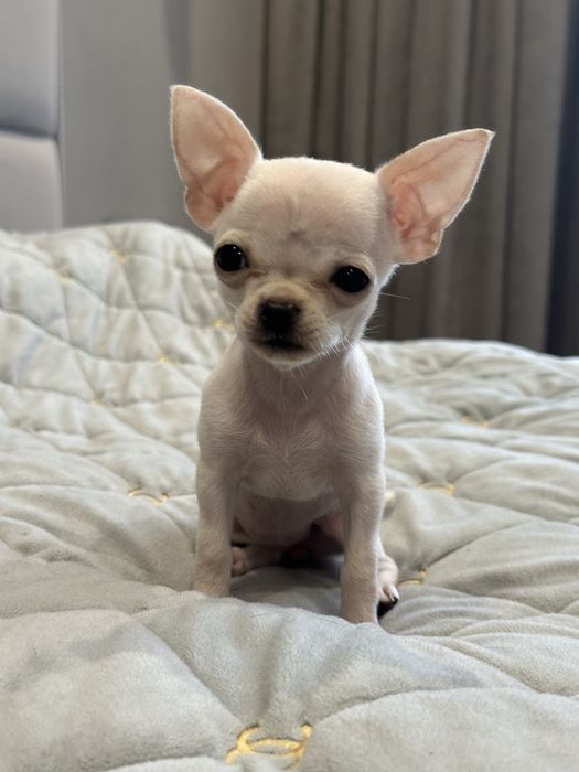 Миле цуценя , маленька дівчинка чихуахуа