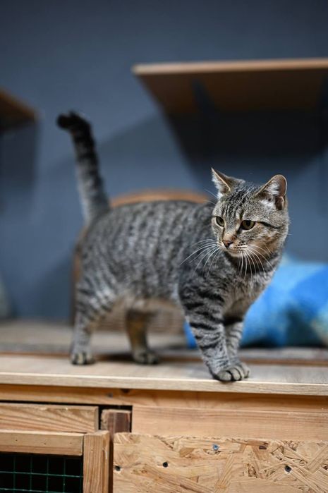 Котик Василий из приюта бесплатно