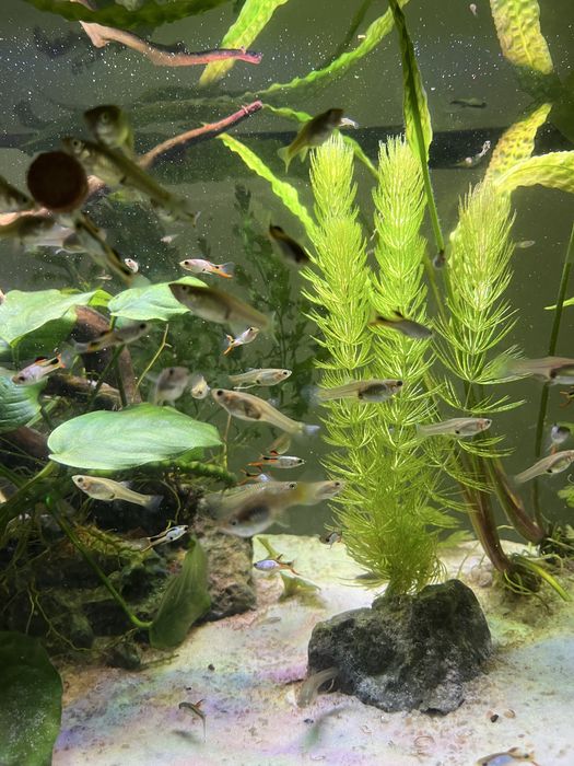 Gupiki endlera el silverado czysta linia/ gupik endler