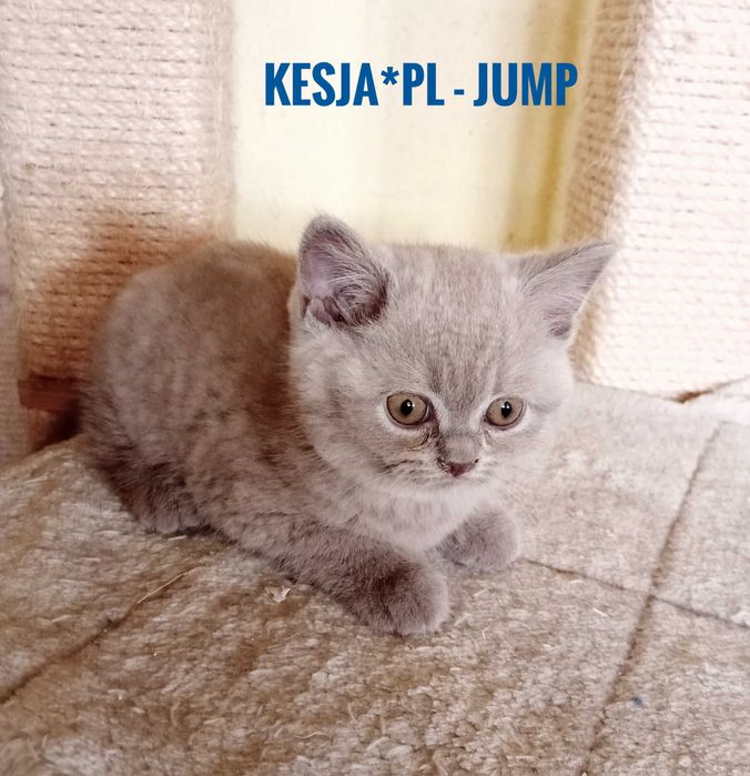 Kocurek brytyjski liliowy rodowód FPL