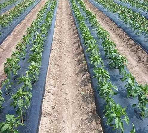 Распродажа УФ 6-сез Белая теплич ПЛЕНКА  прозрачная  цветная,чорна