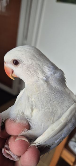 Ring neck violenta pálido para  criar a mão