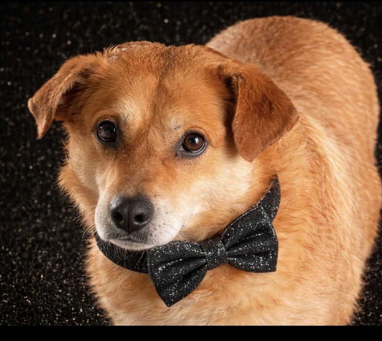 Do adopcji „ Psi Ideał „ Max