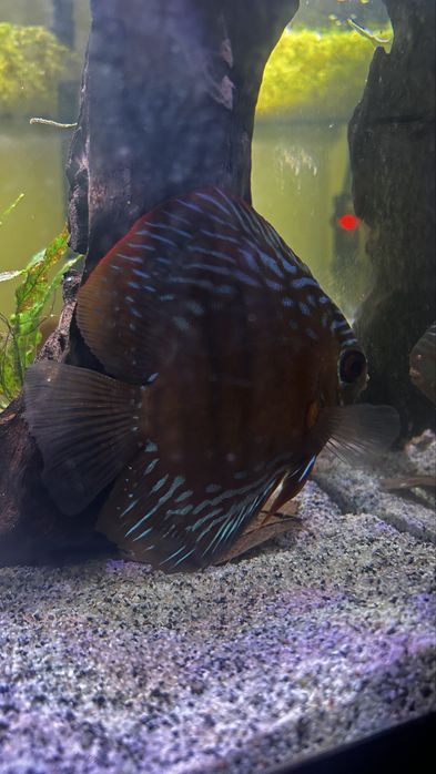 Vendo aquario 200 com 3 discos