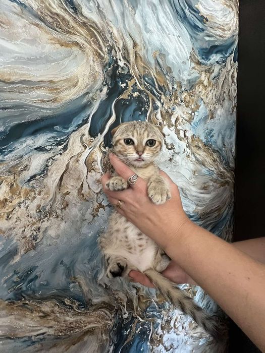 Шотландські малюки дівчатка