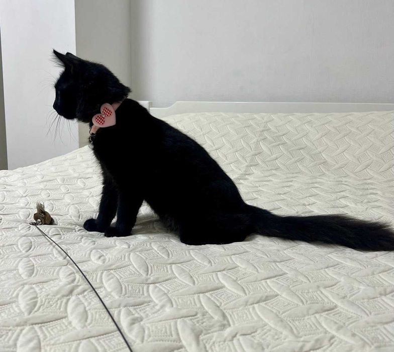 Котенок 8 месяцев (стерил) мальчик