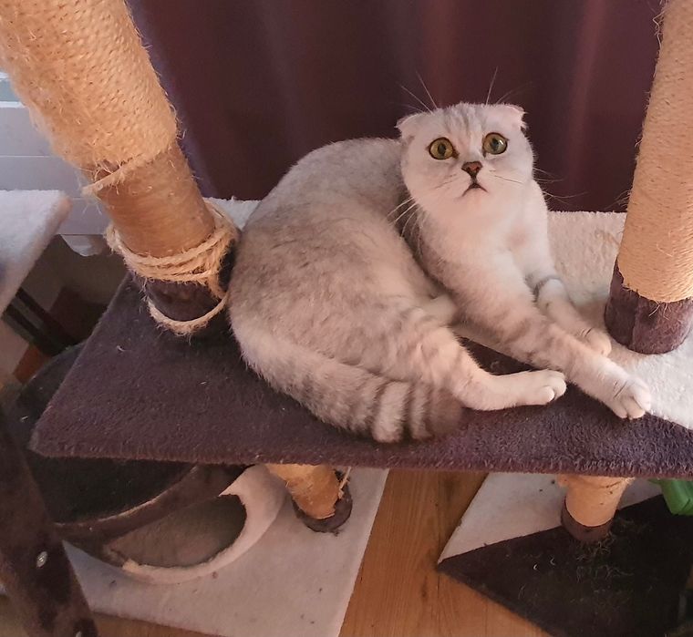 Кошенята котенята