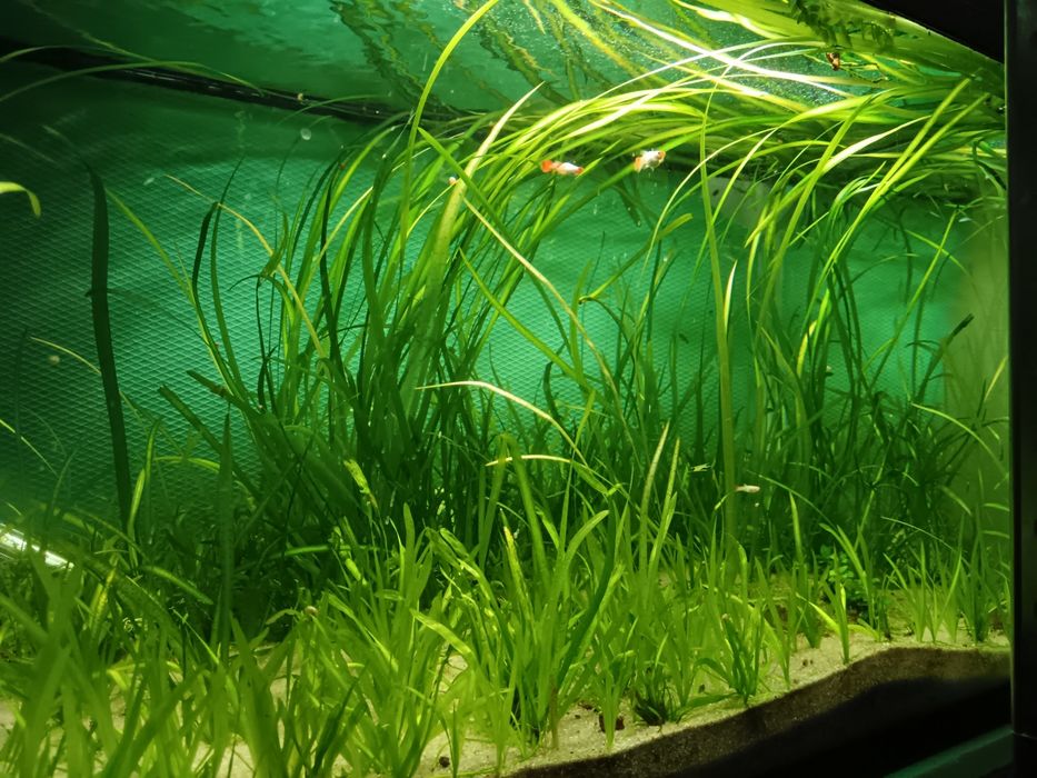 Vallisnerias plantas para aquários e lagos