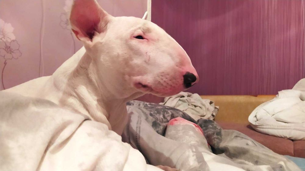 Бультерьер стандартный вязка