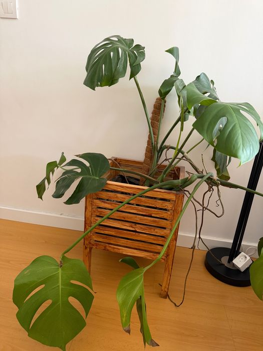 Planta Monstera (Costela-de-Adão) + Floreira de Madeira Elevada