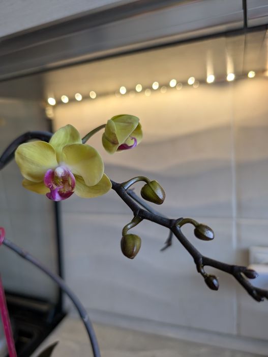 Жовта,біла,рожева орхідея