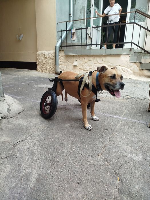 Изготовление инвалидных колясок для собак Инвалидная коляска для собак