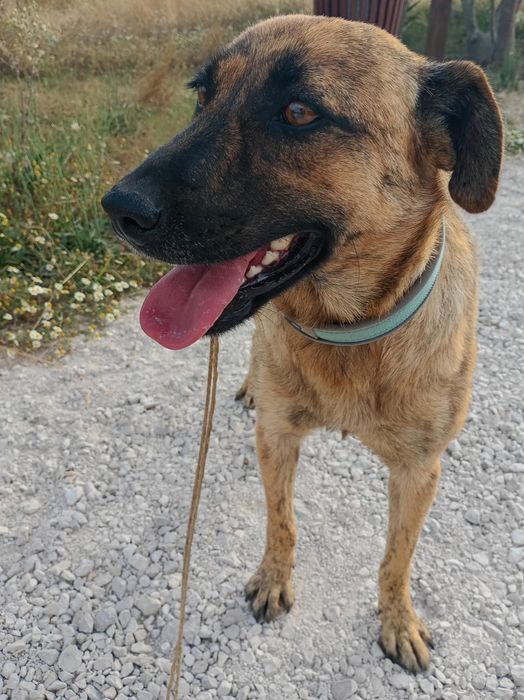 Preciso urgentemente encontrar um novo lar para um cachorro em uma boa família.