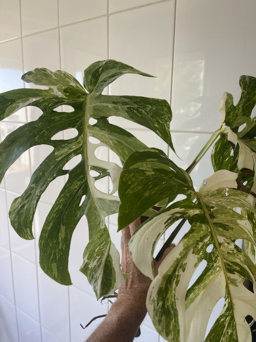 Monstera variagata