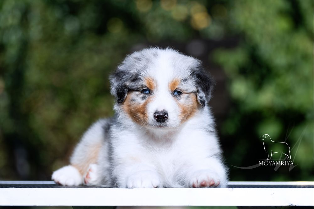 Австралійська вівчарка ауссі / австралийская овчарка аусси / Australian Shepherd