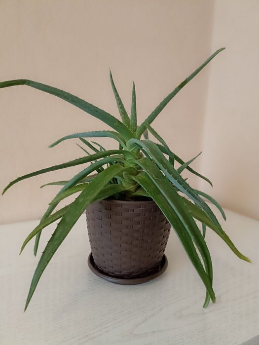 Алоє    .        .