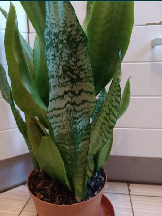 Сансевиерия Робуста среднерослая