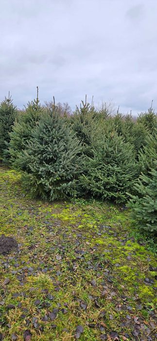 Choinki z własnej plantacji