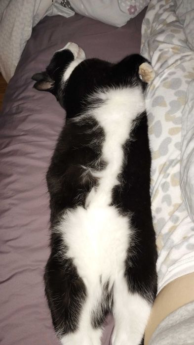 Piękny kocurek bardzo potrzebuje domu !