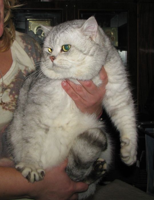 Зеленоглазый серебристый приглашает