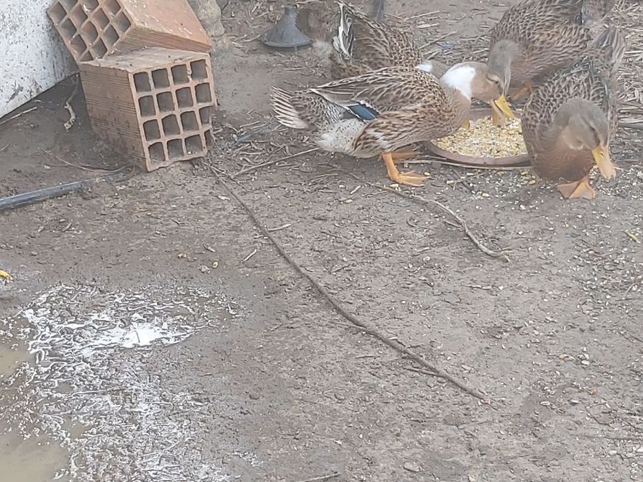 Vendo patos rouen
