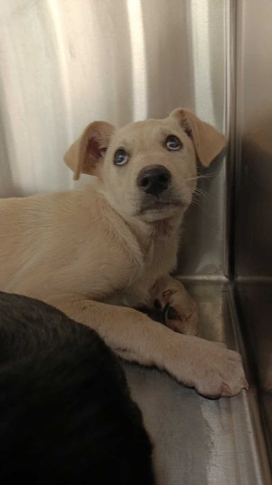 Cão para adoção responsavel