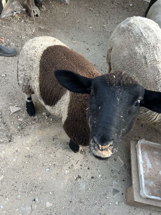 Animais de quinta ouvelhas