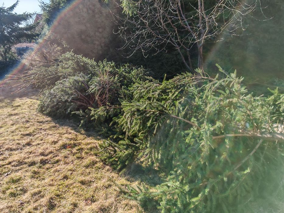 Oddam drzewa z dzialki