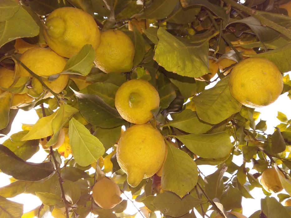 Limões 100% Biológicos