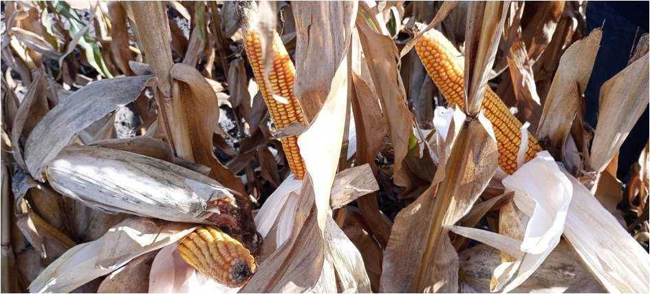 Kukurydza ZE ZELANDIA ziarno kiszonka FAO 210/220 (80 tys.)