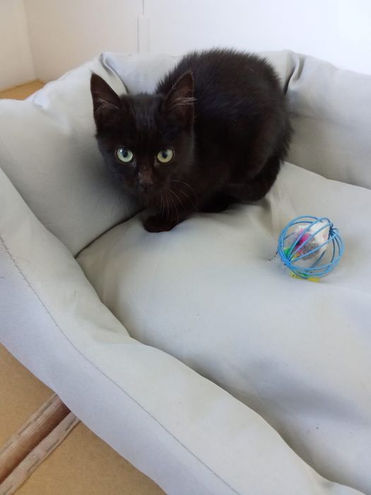 Lola 3 meses adopção