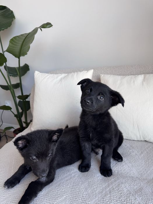 Цуценята хлопчики в добрі руки, будуть маленькі, до 9 кг