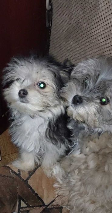 Йорки хлопчики,привиті