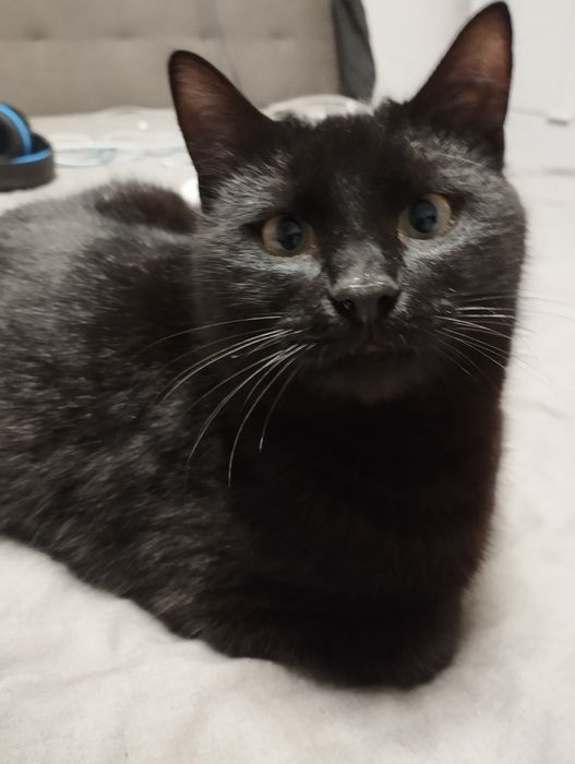 Ищу для Миши любящую семью.